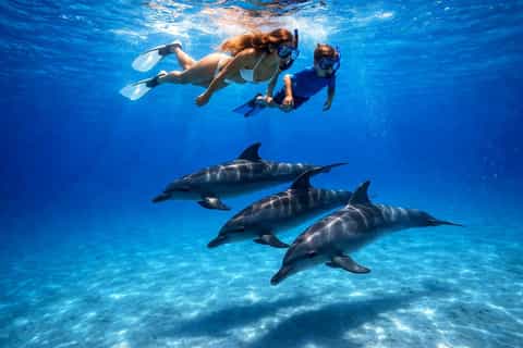 Nage avec les dauphins