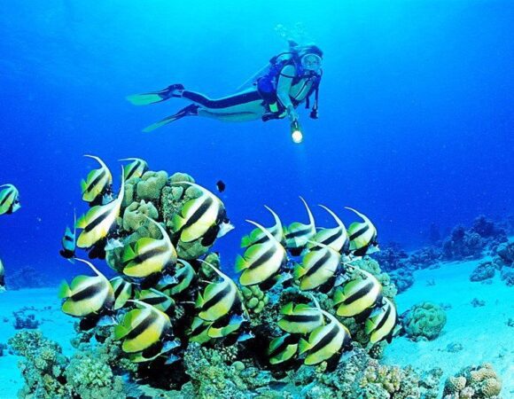 A Guide to Red Sea Diving: What You Need to Know