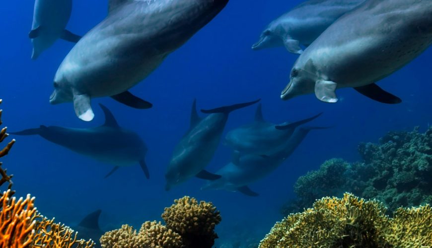 Esplorando l'Egitto oltre il Mar Rosso