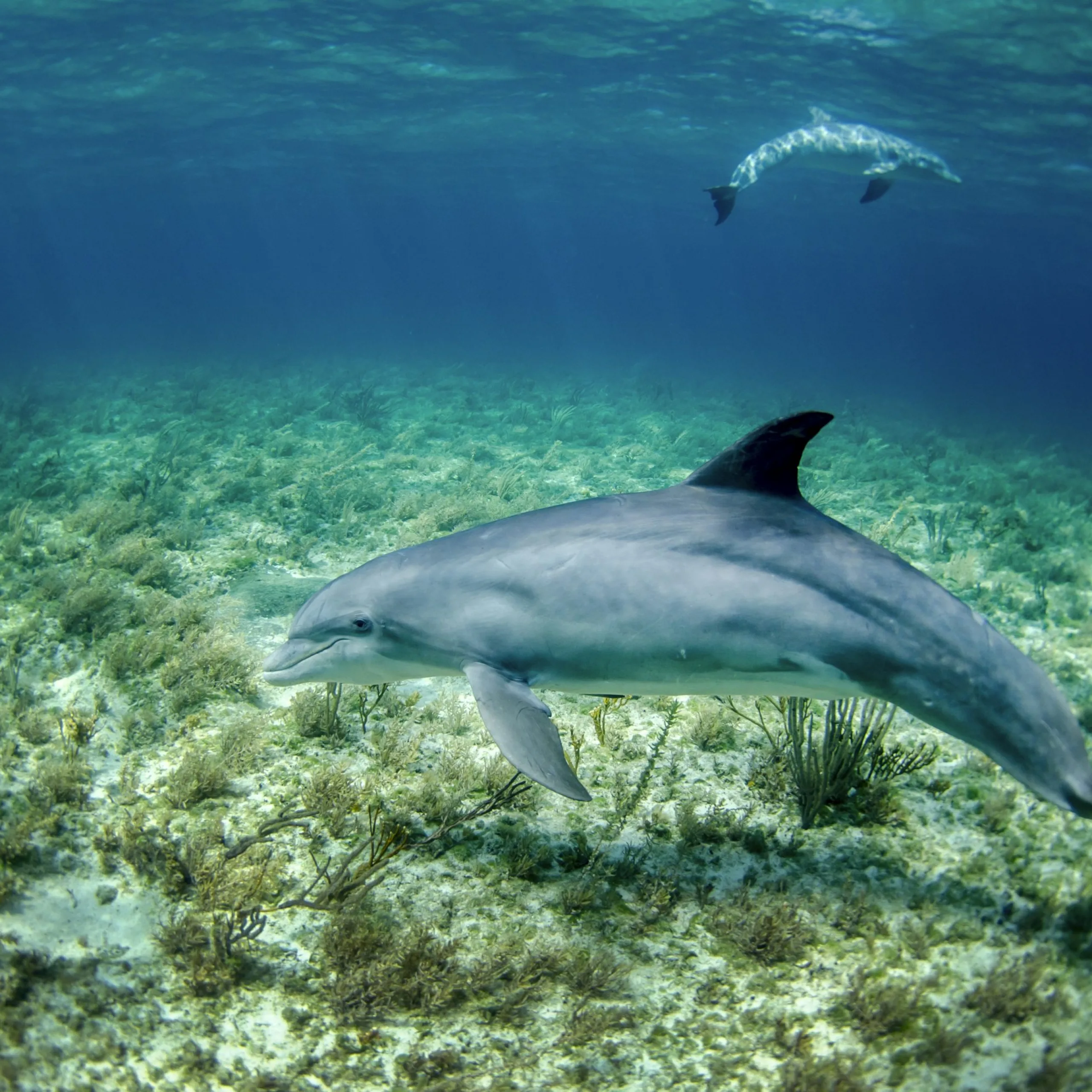 Snorkeling &Amp; Marine Adventures