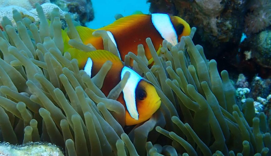 Snorkeling i morskie przygody