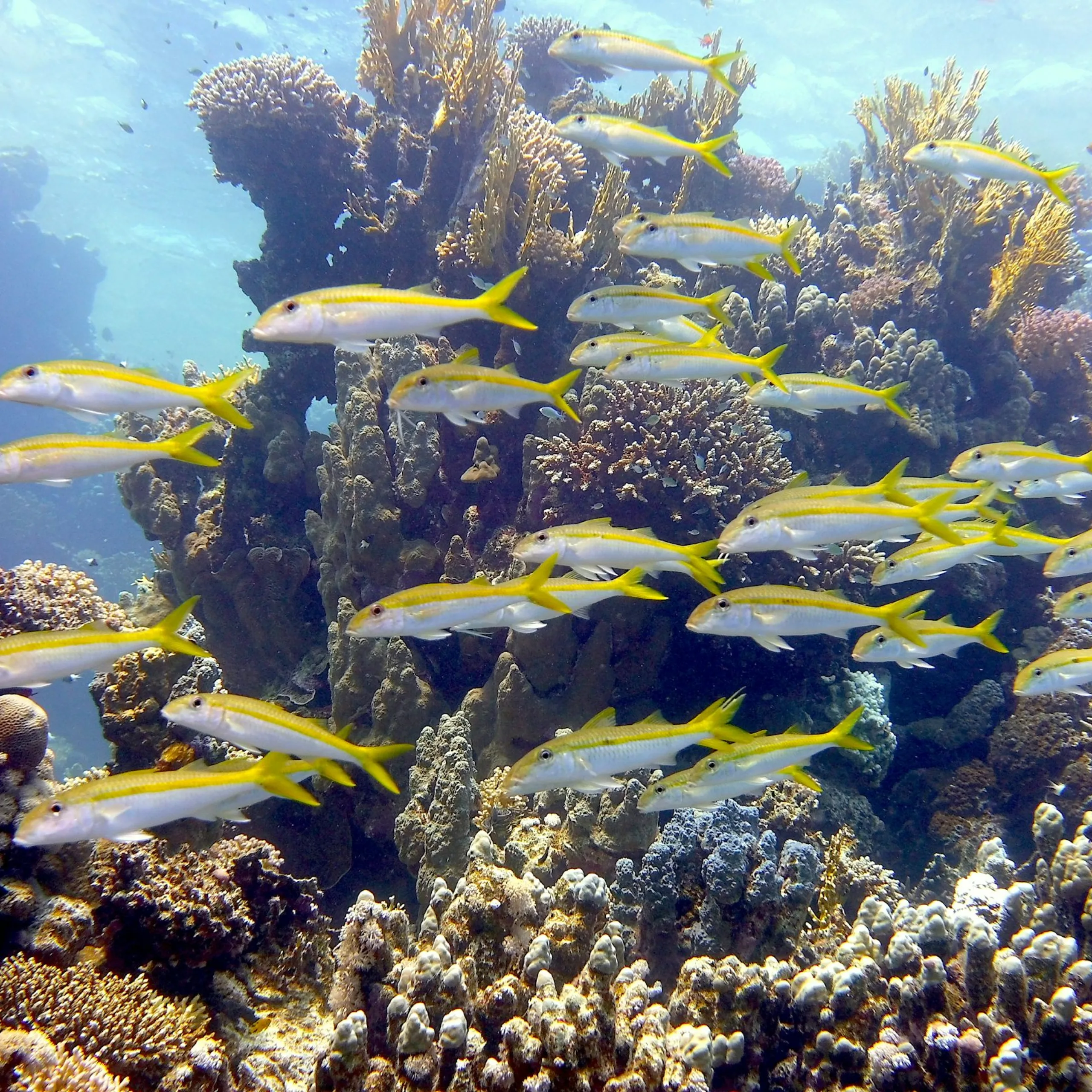 Eilanden en stranden die u in Egypte moet bezoeken