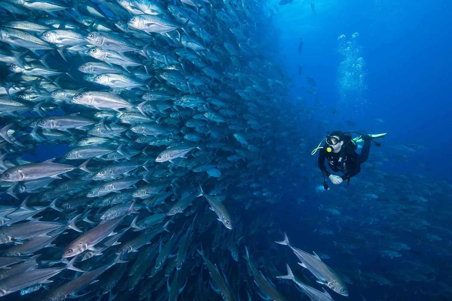 cocos islands costa rica SCUBA1222 c32904b4bc9940a0ad933c9d7a86ab43