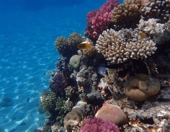 Marine Conservation in the Red Sea: What You Can Do to Help