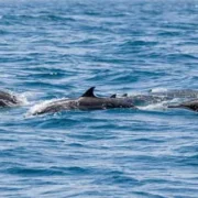 Swim with dolphins hurghada2024 12 31 at 1.49.05 AM 17