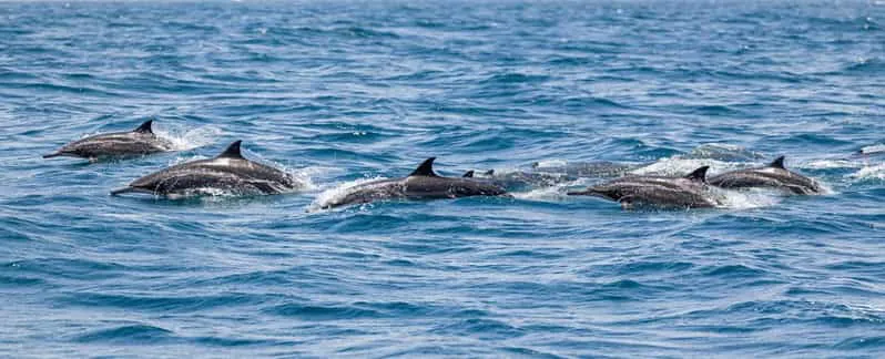 Swim with dolphins hurghada2024 12 31 at 1.49.05 AM 17