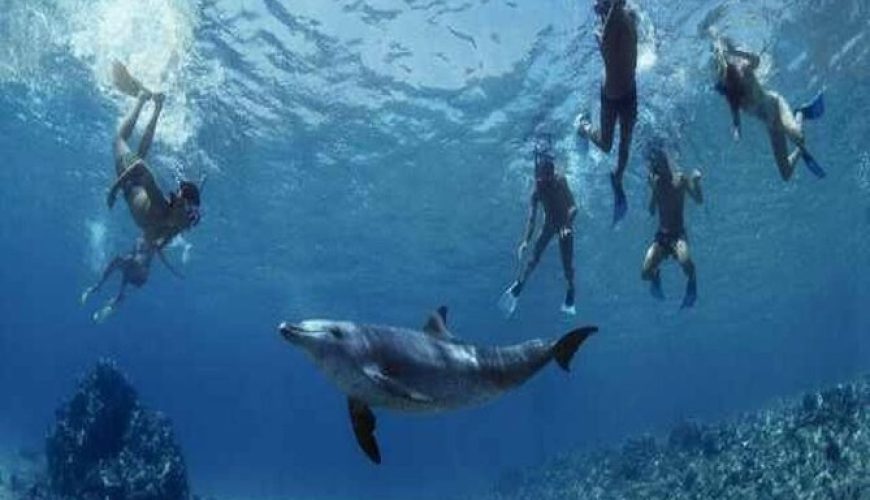 Snorkeling At Dolphin House: Your Ultimate Guide To Shaab Samadai